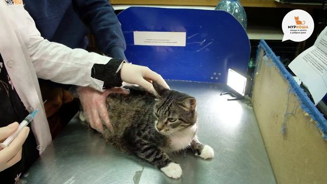 Как дать кошке таблетку? Как сделать укол? - Школа "Муркоши" #5 смотреть онлайн