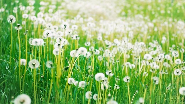 Футаж — Поле пушистых одуванчиков. Футажи (footage) красивая природа [FullHD] смотреть онлайн