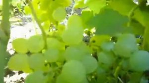 Сорт винограда Балет.