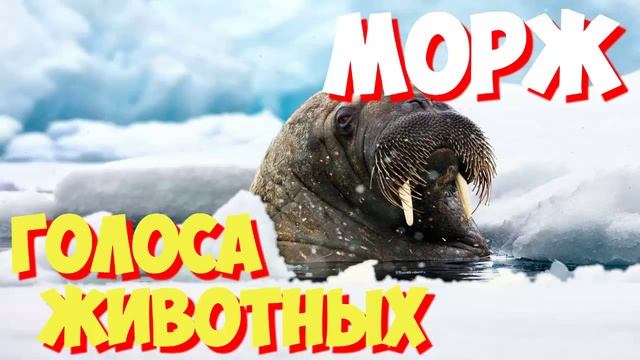 Голоса птиц и звуки животных. Звуки природы слушать онлайн МОРЖ смотреть онлайн