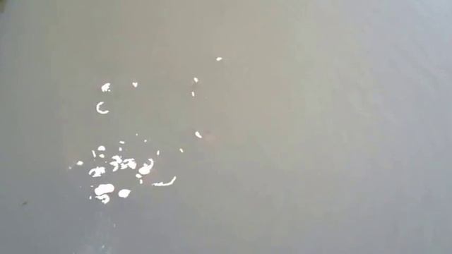 Кормим рыбок в пруду. Карпы кои. смотреть онлайн