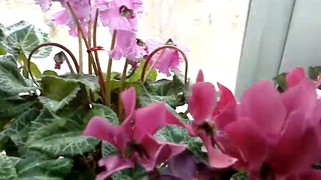 Мои цикламены www.ciklamen.ru смотреть онлайн