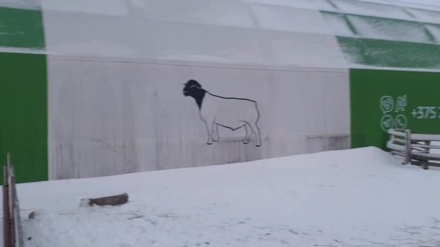 Большое вымя Дорпера, приучать ко свисту, раскол для овец, вечернее кормление на закате смотреть онлайн