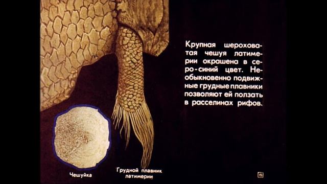 Кистепёрые и двоякодышащие рыбы смотреть онлайн