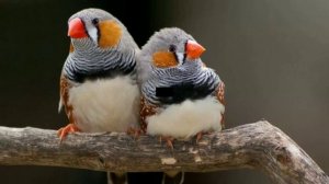 Домашние певчие птицы породы