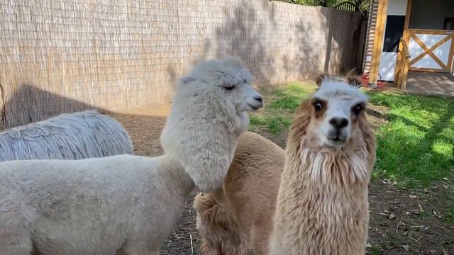 Начало сентября // Встречи с друзьями, стрижка, день рождения, американская горка, альпаки // Vlog смотреть онлайн