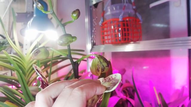 Покупая Фаленопсис Биг Лип, нужно понимать что он запросто может процвести не Большой Губой смотреть онлайн