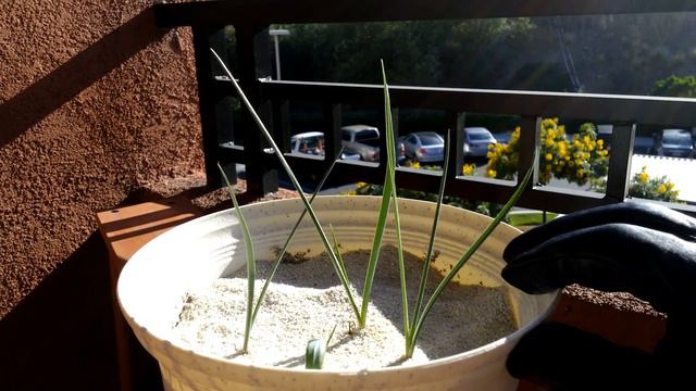 Growing Joshua Trees from Seeds, Days 49-69 смотреть онлайн