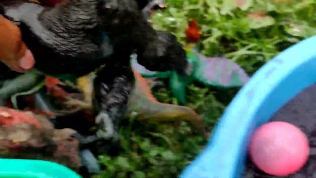 Dinosaur Jurassic world evolution 2 : Ankylosaurus, Kingkong, T-rex, Mosasaurus, Spinosaurus смотреть онлайн