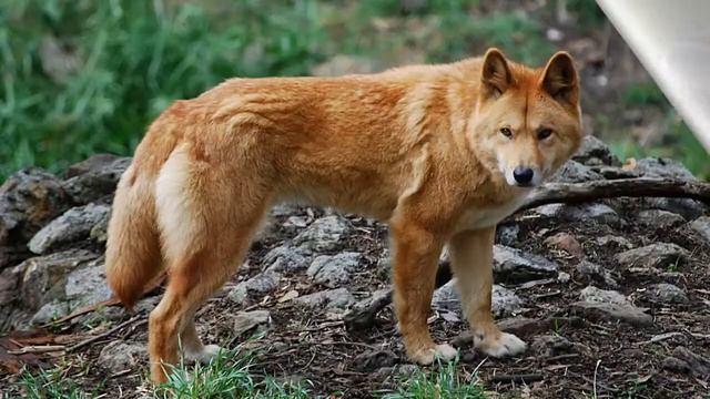 Австралийские животные для детей Изучаем животных Австралии смотреть онлайн