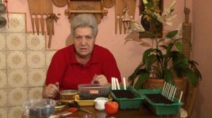 Голова садовая - ВАЖНО! Правильный посев томатов в обработанную почву