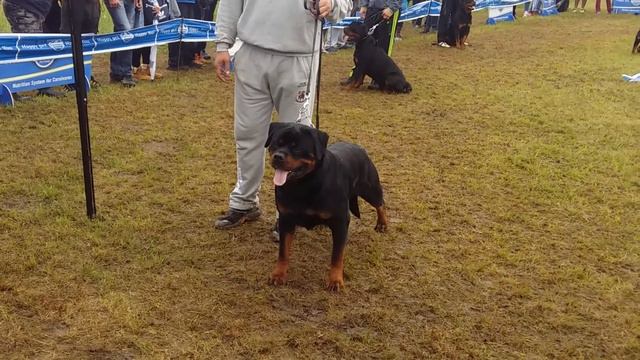 Kenzo vom Huase Milacic on IFR 2017 Serbia - Kragujevac смотреть онлайн