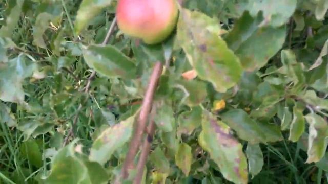 кролики,поросята Кармал