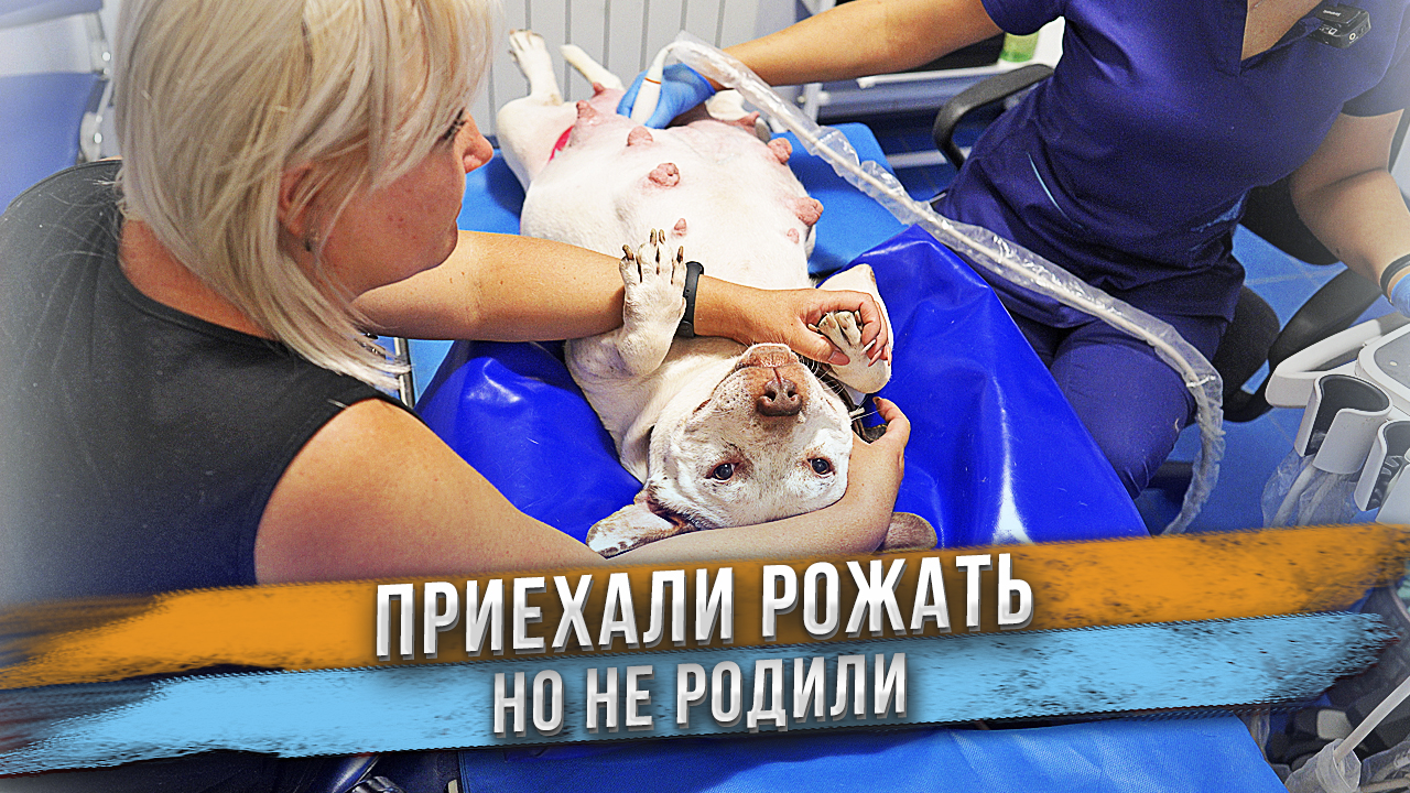 Собака может родить 30 щенков! Очень большой живот. смотреть онлайн