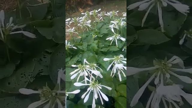 Ослепительно белые хосты - эти цветы украсят ваш сад и пространство перед домом! смотреть онлайн