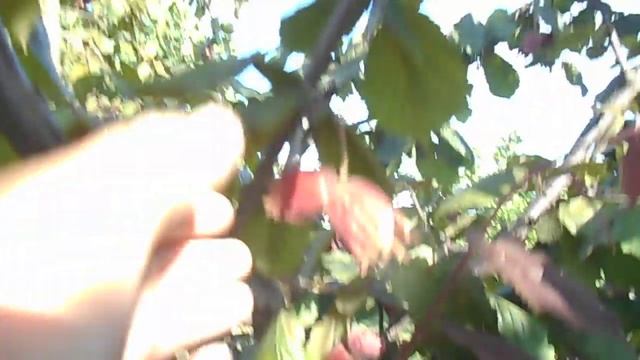 Фундук для средней полосы России Маточный куст фундука Ивантеевский красный смотреть онлайн