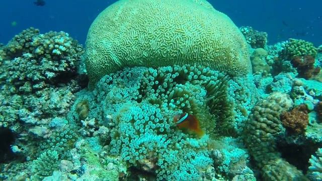 Diving Bega Island, Fiji March 2014 Clown Fish Pt 3 смотреть онлайн