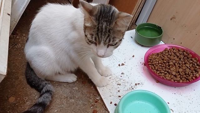 Anne Kedi Zoro Hep Böyle Saldırgan Yemeğini Verip Uzaklaşıyorum смотреть онлайн