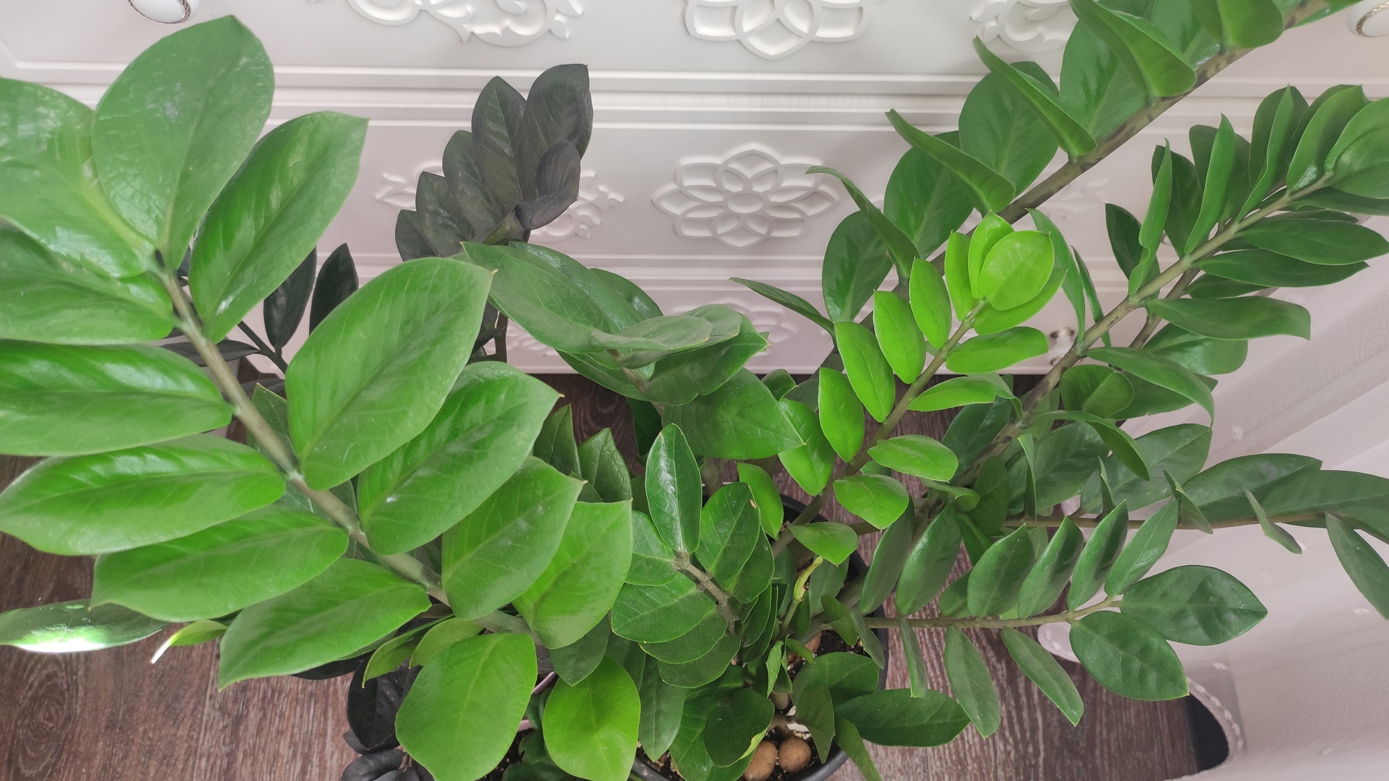 ЗАМИОКУЛЬКАС ОБОЖАЕТ ЭТИ 10 ВЕЩЕЙ! Жалею, что раньше об этом не знала, и не выращивала именно так! смотреть онлайн