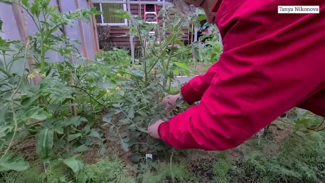 ВЕРТИКАЛЬНАЯ ПОДВЯЗКА КУСТОВ ТОМАТОВ смотреть онлайн