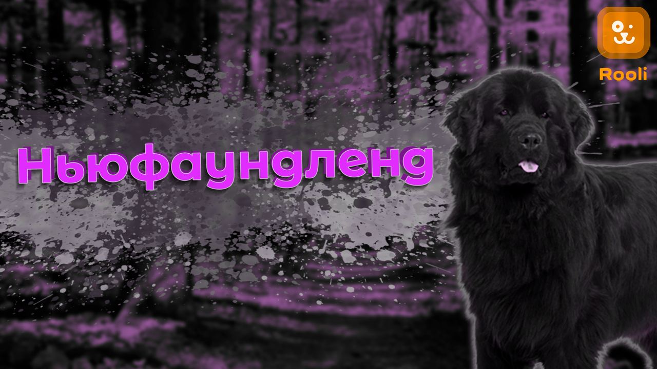 Ньюфаундленд: особенности характера и ухода за этой породой. смотреть онлайн