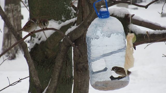 Синицы и полевые воробьи стоят в очереди к кормушке смотреть онлайн
