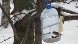 Синицы и полевые воробьи стоят в очереди к кормушке