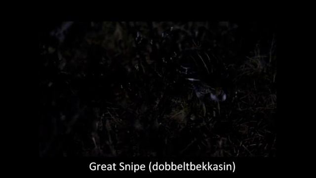 Rix & Zak Highlights