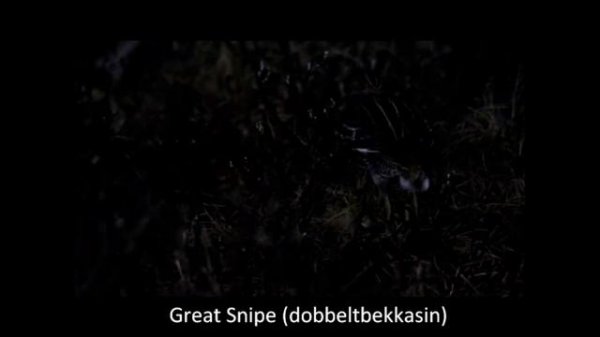 Rix & Zak highlights