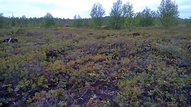 Выезд в лес на болото. Сбор ягод заготовка на зиму. (Охота за металлом) смотреть онлайн