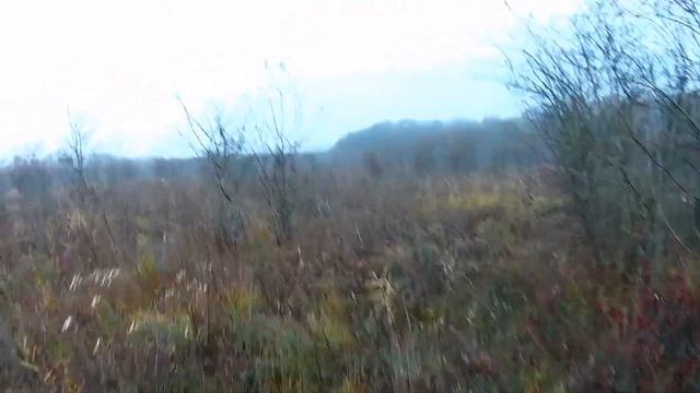 Охота с русско-пегой гончей на косулю 2020. смотреть онлайн