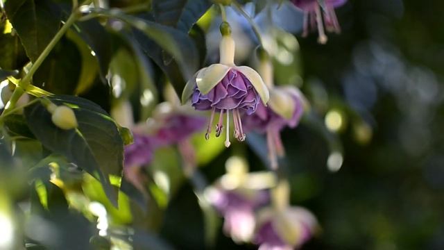 Фуксия Lenny-Erwin, видеопортрет смотреть онлайн