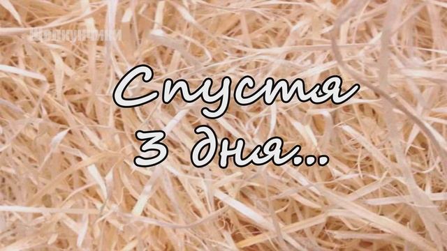 Деревянная шерсть смотреть онлайн