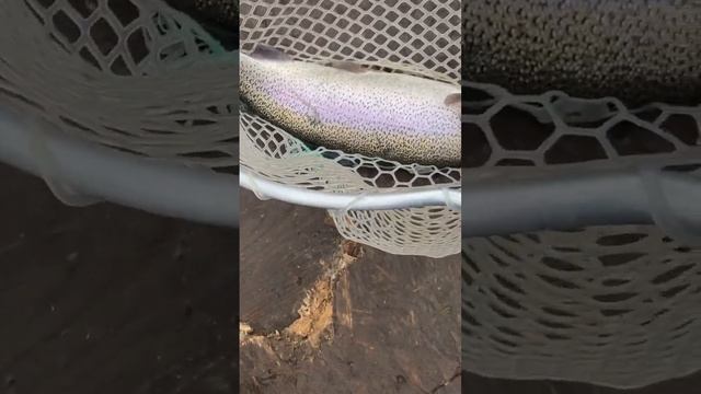 Форель на воблера снова выручили смотреть онлайн