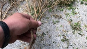 Сохнет самшит.