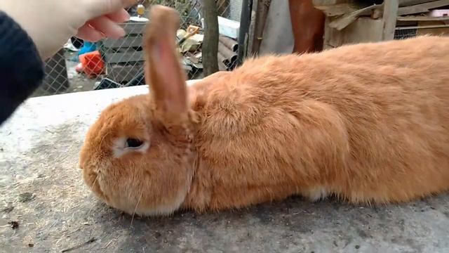 Кролики, Новозеландский красный. Самец 8 месяцев.