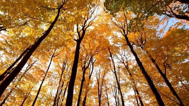 Осенний листопад