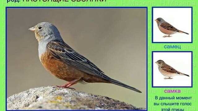 Овсянка. 3 часть. Африка Евразия. Голоса птиц смотреть онлайн