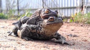 Не хочу учиться, хочу жениться