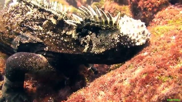 Морские драконы смотреть онлайн