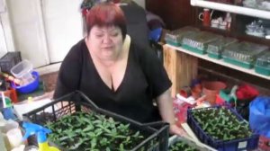 Выращивание эустомы методом "Солянка"..прищипка