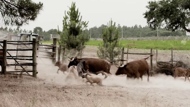 «Планета собак», «Португальская овчарка» смотреть онлайн