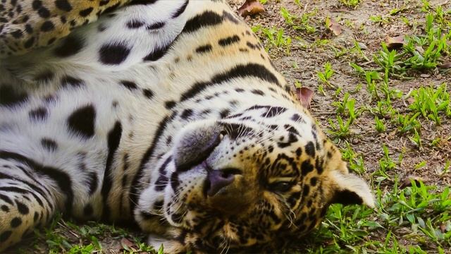 ප්රබලම බළල් පවුලේ සාමාජිකයින් 05|Top 05 Powerful Wild Cats смотреть онлайн