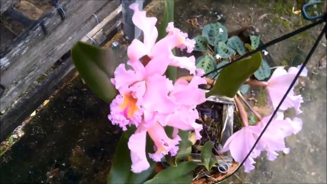 Orquídea RLC. GEORGE KING 'SERENDIPITY'