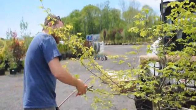 Hornbeam For Bonsai смотреть онлайн