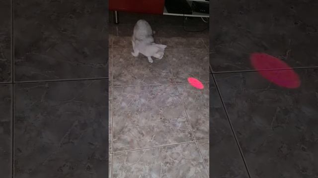 Вечерняя разминка для кошек ?Evening workout for cats?ערב ספורט לחתולים смотреть онлайн