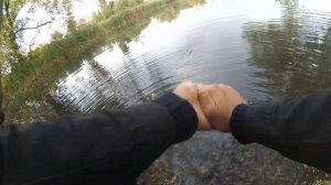 Щука на воблер-составник осенью / Ловля щуки на свимбейт в сентябре