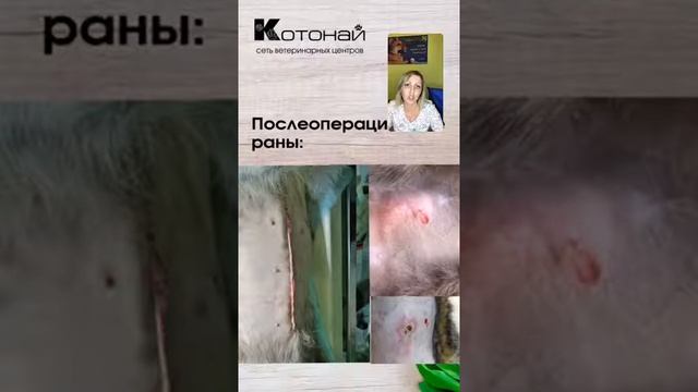 Обработка ран у животных, у кошек и собак смотреть онлайн