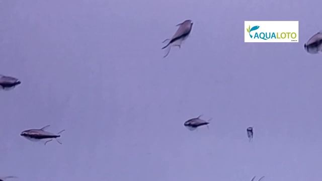 tetra emperador palmeri смотреть онлайн