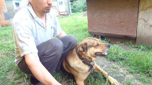 Индюки, куры, "начальник охраны" хозяйства в деревне и очередной мощный ливень! смотреть онлайн